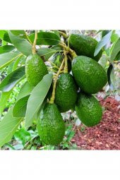 Aşılı saksıda  Fuerte Avokado(SINIRLI STOK) 4 Yaş Boy 60-90 Cm thumbnail 1