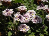 Lippia repens Libya Çimi - 1