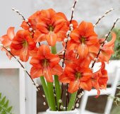 Hippeastrum Orange Queen Amaryllis soğanı - 1