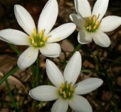 Zephyranthes Beyaz Zıpçıktı Soğanı - 1