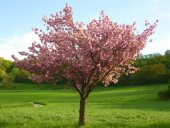 Prunus serrulata Kanzan Sakura Süs Kirazı fidanı - 1