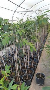 Prunus serrulata Kanzan Sakura Süs Kirazı fidanı - 3
