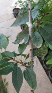Prunus serrulata Kanzan Sakura Süs Kirazı fidanı - 4