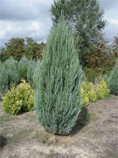 Juniperus virginiana Sky rocket Kurşun kalem Ardıç fidanı - 1