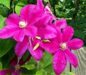 Clematis Sunset Klematis Orman asması fidanı - 1