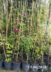 Clematis Sunset Klematis Orman asması fidanı - 5