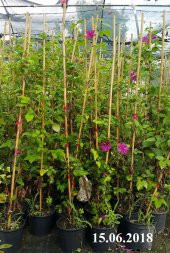 Clematis Sunset Klematis Orman asması fidanı - 7