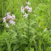 Saponaria officinalis Sabun Otu fidesi - 1