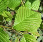 Ulmus glabra Karaağaç fidanı - 1