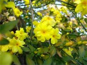 Jasminum nudiflorum Çalı yasemin Sarı yasemin fidanı - 1
