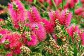 Callistemon citrinus Splendes Fırça Çalısı - 1