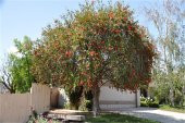 Callistemon citrinus Splendes Fırça Çalısı - 2