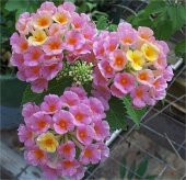 Lantana camara Ağaç Mine Pembe Çiçekli Çalı Mine fidanı - 1