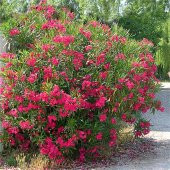 Nerium oleander nana Bodur Kırmızı Zakkum fidanı - 1