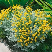 Santolina chamaecyparissus Lavantin fidesi - 1