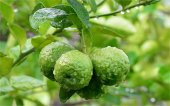 Citrus bergamia Bergamot Bergamut fidanı - 1