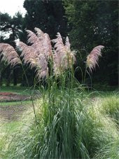 Cortaderia selloana Rendatleri Pembe Bataklık Sazı Pampas Otu - 1