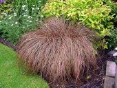 Carex comans Branco fidesi - 1