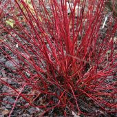 Cornus Alba Sibirica Kırmızı Dallı Süs Kızılcık fidanı - 1