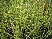 Miscanthus sinensis Fil otu Çin kamışı fidesi - 1