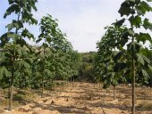 Paulownia tomentosa Kral ağacı Pawlonya Pavlonya fidanı - 1