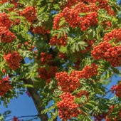 Sorbus aucuparia Kuş Üvezi fidanı - 1