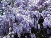 Wisteria sinensis Kokulu Çin Morsalkım Mor Salkım fidanı - 1
