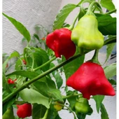 20 Adet Tohum Acı Süs Gül Biberi Nadir Tohumu Süs Biberi Tohumu thumbnail 1