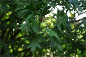 Malus trilobata Geyik elması fidanı - 1