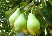 Pyrus communis Akça Armut fidanı - 1