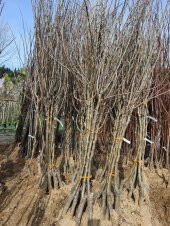 Pyrus communis Akça Armut fidanı - 2