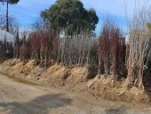 Pyrus communis Akça Armut fidanı - 3