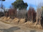 Pyrus communis Akça Armut fidanı - 5