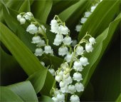 Convallaria majalis Müge çiçeği inci çiçeği fidesi - 1