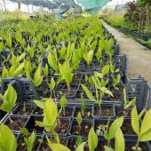 Convallaria majalis Müge çiçeği inci çiçeği fidesi - 3