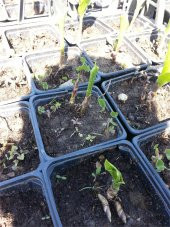 Convallaria majalis Müge çiçeği inci çiçeği fidesi - 4
