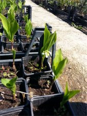 Convallaria majalis Müge çiçeği inci çiçeği fidesi - 5