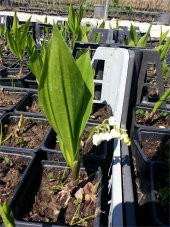 Convallaria majalis Müge çiçeği inci çiçeği fidesi - 6