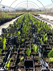 Convallaria majalis Müge çiçeği inci çiçeği fidesi - 7