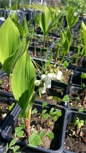 Convallaria majalis Müge çiçeği inci çiçeği fidesi - 8