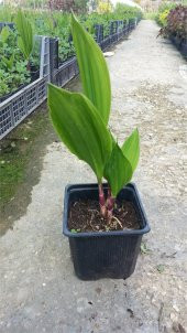 Convallaria majalis Müge çiçeği inci çiçeği fidesi - 9