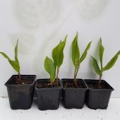 Convallaria majalis Müge çiçeği inci çiçeği fidesi - 10
