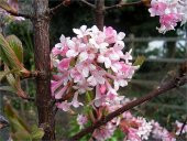 Viburnum bodnantense Dawn Kokulu Japon Kartopu fidanı - 1