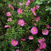 Cistus purpureus Kaya gülü laden fidanı - 1