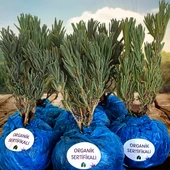 EGET Organik Lavanta Fidesi 120 Adet - 1
