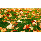 KIŞA HAZIRLIK GÜBRESİ ( 16-10-10) / 5 KG KOVA - 4