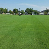 BERMUDA GRASS - 1 KG - 1