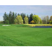 BERMUDA GRASS - 1 KG - 4