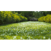 TRIFOLIUM REPENS - 1 KG KUTU - 2