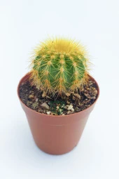 Notocactus Leninghausii Golden Ball Kaktüsü 45 Adet T0PTAN (5.5 cm Saksıda) thumbnail 2